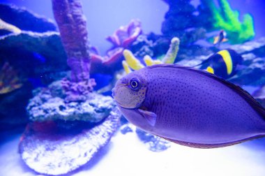 Su altı dünyasına yakın çekim 