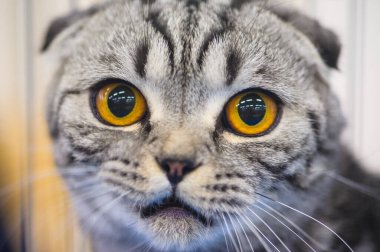 Şirin kedi, seçici odaklanma.