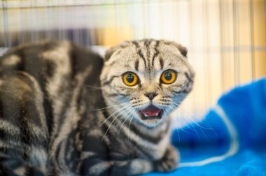 Şirin kedi, seçici odaklanma.