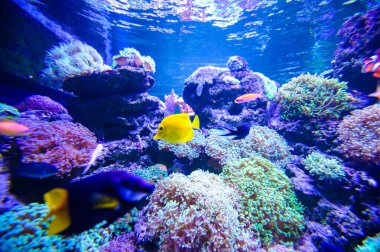 Su altı dünyasına yakın çekim 