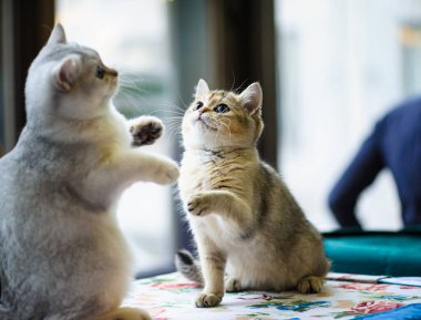 Şirin oynak yavru kedi