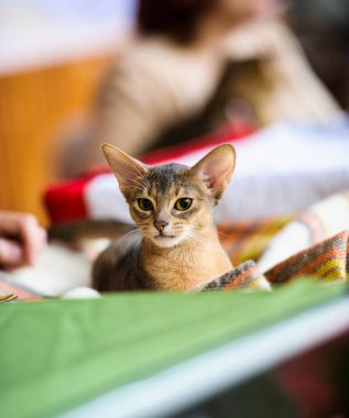 Şirin oynak yavru kedi