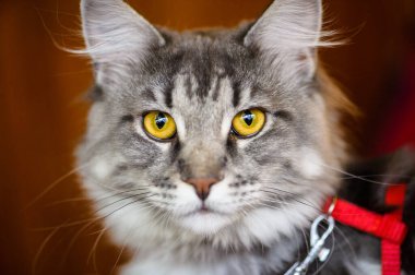 eğlenceli kedi