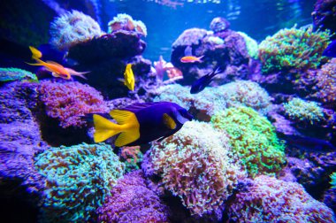 deniz balık ve mercan