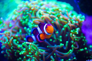 tropikal Deniz balığı