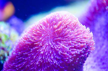 tropikal Deniz balığı