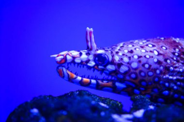 tropikal Deniz balığı