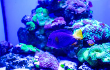 tropikal Deniz balığı