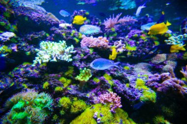 tropikal Deniz balığı