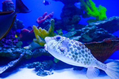 tropikal Deniz balığı