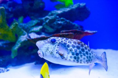 tropikal Deniz balığı