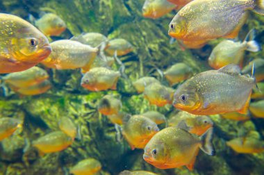 tropikal Deniz balığı