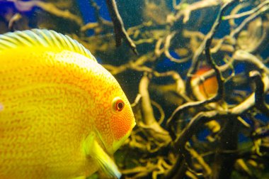 tropikal Deniz balığı