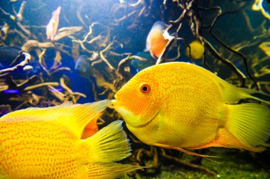 tropikal Deniz balığı