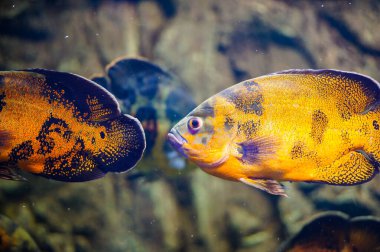 tropikal Deniz balığı