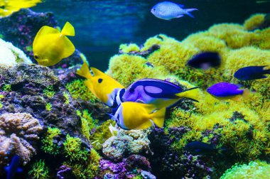 tropikal Deniz balığı