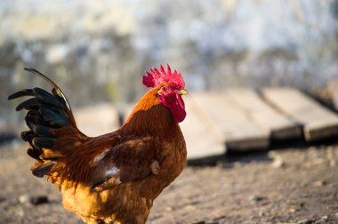 Geleneksel tavuk çiftliğinde tavuklar
