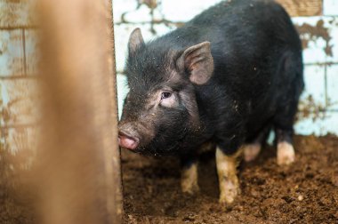 bir çiftlikte domuz
