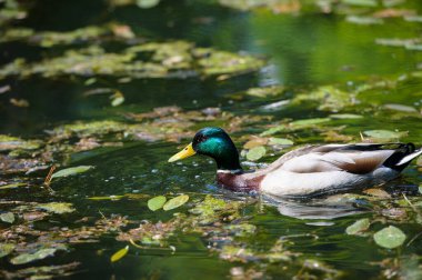 su üzerinde yüzen ördekler