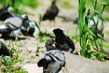 ilginç güvercinler
