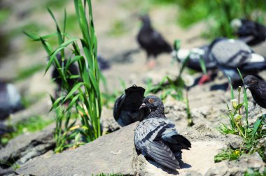 ilginç güvercinler