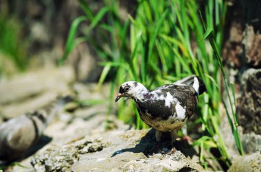 ilginç güvercinler