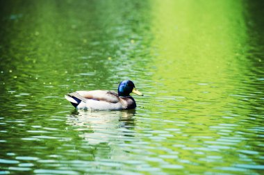 su üzerinde yüzen ördekler