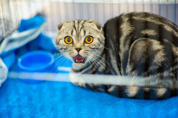 Cute Cat Selective Focus — Stock Photo, Image