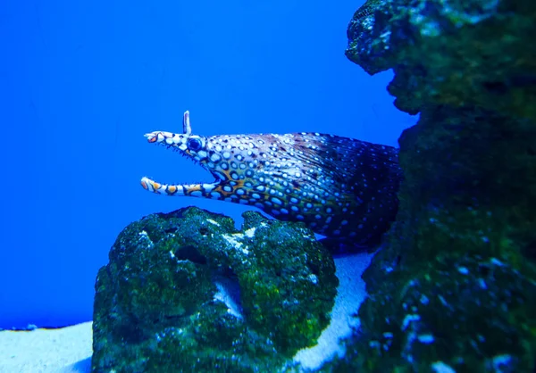 水中世界のショットを閉じる — ストック写真