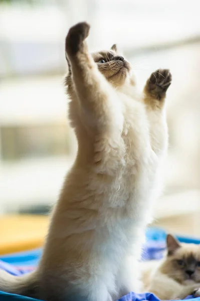 Söt Lekfull Kattunge Bakgrunden — Stockfoto