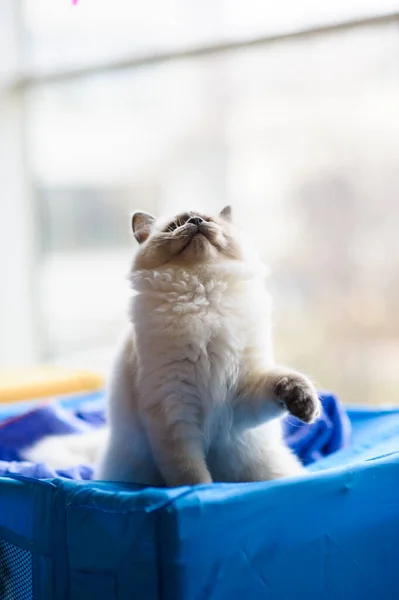 Lindo Gatito Juguetón Sobre Fondo — Foto de Stock