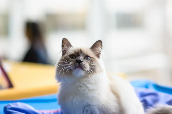 Lindo Gato Enfoque Selectivo — Foto de Stock