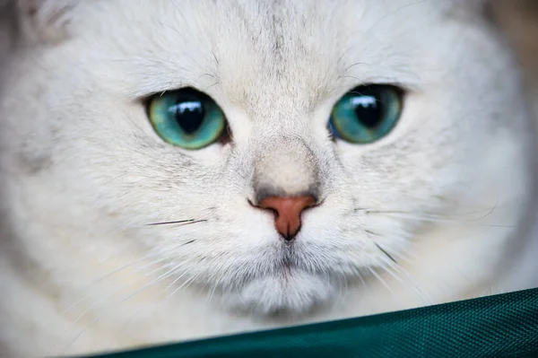 Lindo Gatito Juguetón Sobre Fondo — Foto de Stock