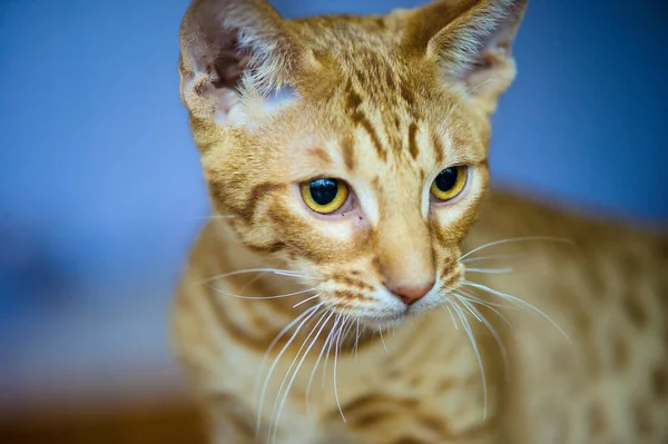 Cute Cat Selective Focus — 스톡 사진