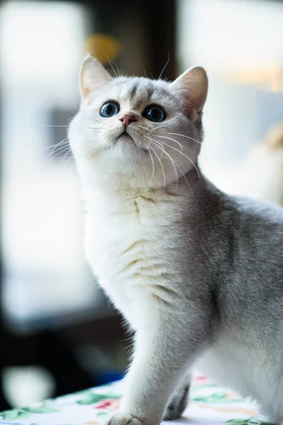 Roztomilé Hravé Kotě Pozadí — Stock fotografie