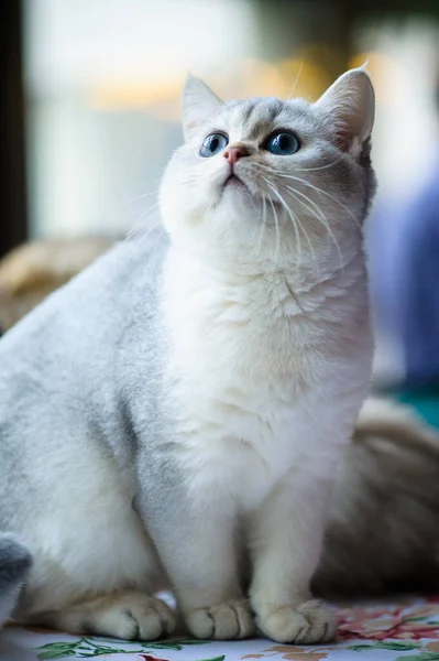Arka Planda Sevimli Oyuncu Kedi Yavrusu — Stok fotoğraf