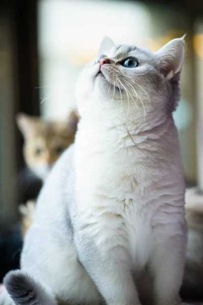 Retrato Gatito Lindo — Foto de Stock