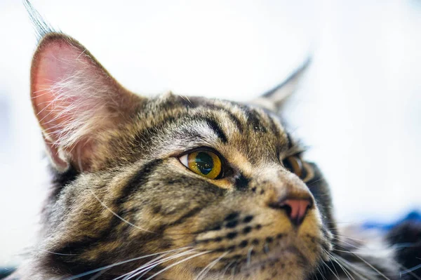 Cute Cat Selective Focus — Stock Photo, Image