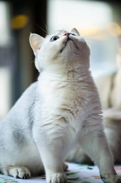 Cute Playful Kitten Background — Stock Photo, Image