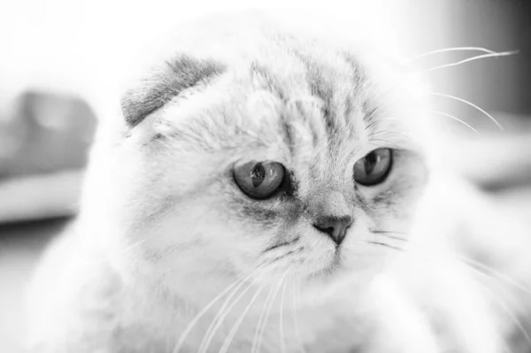 Χαριτωμένη Γάτα Επιλεκτική Εστίαση — Φωτογραφία Αρχείου