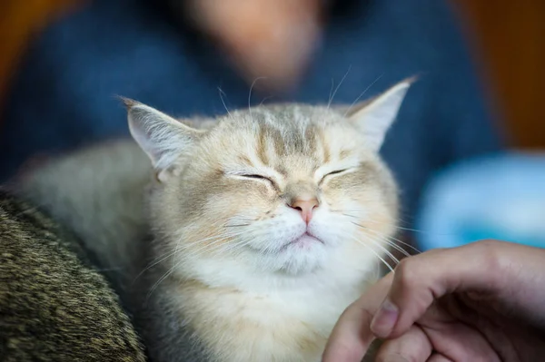 Симпатичный Кот Избирательный Фокус — стоковое фото