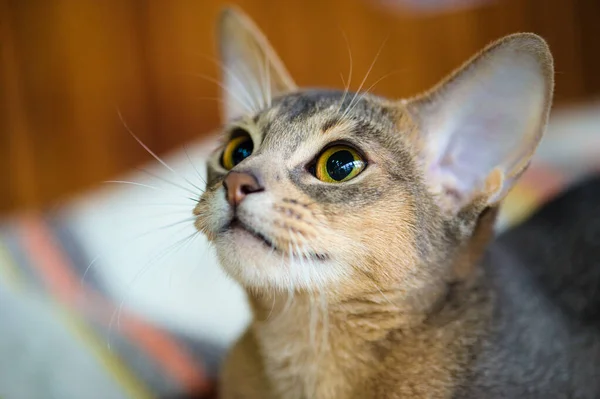 Cute Cat Selective Focus — Stock Photo, Image