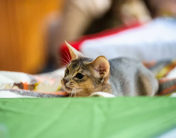 Cute Playful Kitten Selective Focus — Stock Photo, Image