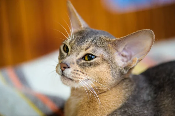 Gato Bonito Foco Seletivo — Fotografia de Stock