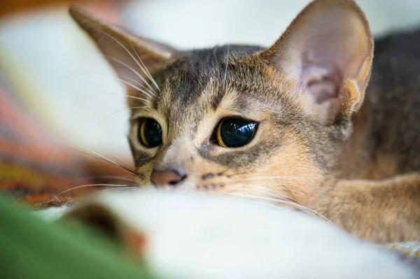 Cute Playful Kitten Selective Focus — Stock Photo, Image