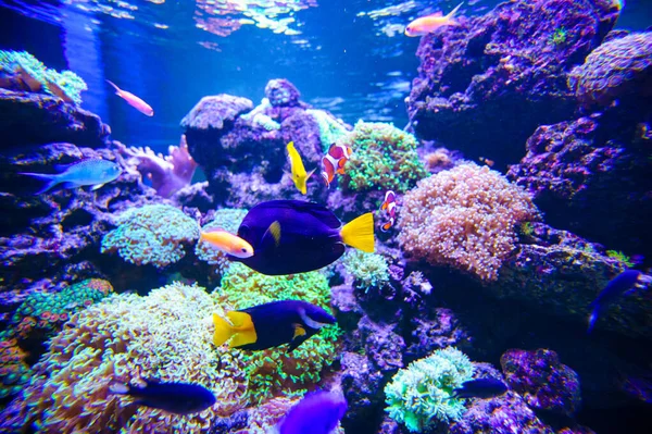 海の魚やサンゴ — ストック写真