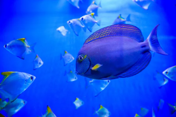 Close Shot Underwater World — Stock Photo, Image