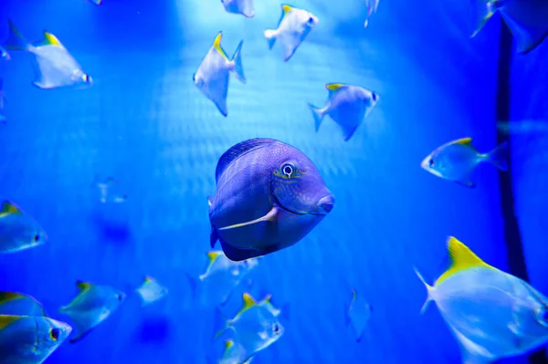 Close Shot Underwater World — 스톡 사진
