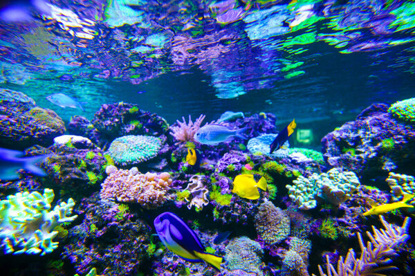 Close up shot of underwater world 