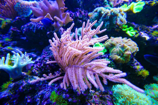 Mořské ryby a korály — Stock fotografie